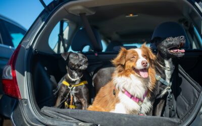 Trasporto animali domestici: i consigli di U.Di.Con.