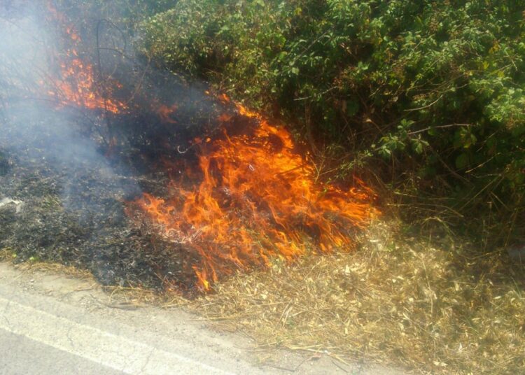 Sicurezza stradale, Udicon Calabria: “Richiesta urgente di manutenzione e rimozione sterpaglie”