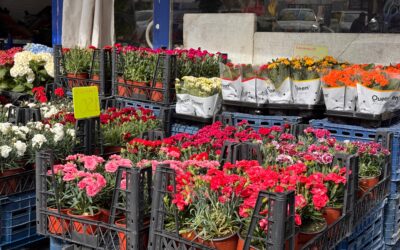 Fiori freschi, belli e sostenibili: la guida di U.Di.Con. all’acquisto consapevole e rispetto per l’ambiente